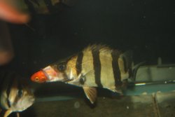 IMG_6521.jpg