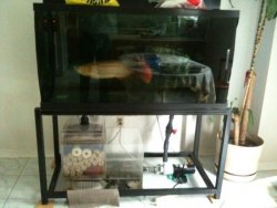 125gallon tank.jpg