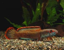 Icefire_SnakeHead.jpg