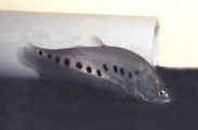 knife_fish_clown_000321.jpg