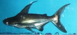 EmperorShark2007-11-25.jpg