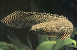 P_ornatipinnis.jpg