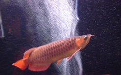 red arowana4.jpg