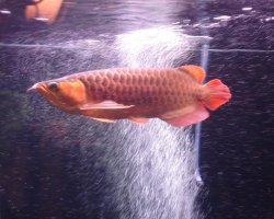 red arowana6.jpg