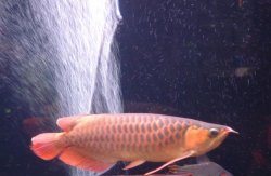 red arowana7.jpg