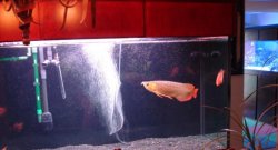 red arowana and 300 gal marine.jpg