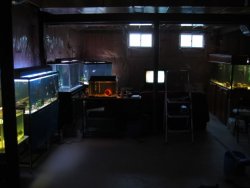 fishroom1.jpg