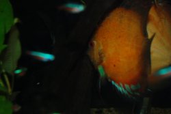 discus breeding 018.jpg