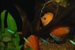 discus breeding 032.jpg