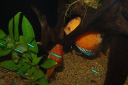 discus breeding 033.jpg