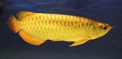 fish 171.jpg