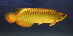 fish 172.jpg