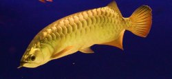 fish 194.jpg