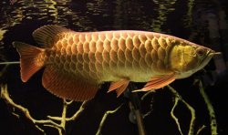 fish 240.jpg