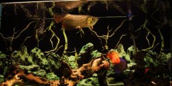 fish 330.jpg