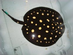 P13 import 9-23-10 007.jpg