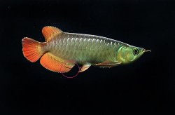 Asian_Arowana_2.JPG