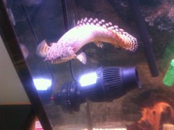 bichir-1.jpeg