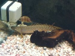 bichir-2.jpeg