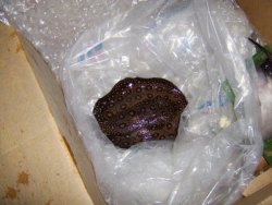 dead rays box.jpg