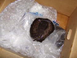 dead rays box3.jpg