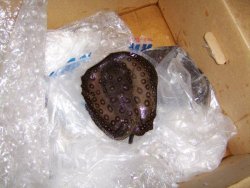 dead rys box2.jpg