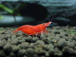 PFR_Berried_Female.jpg