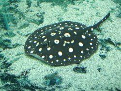RAYS3 001.jpg