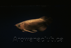 Max koi 1.png