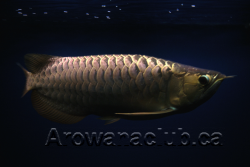 max koi 2.png