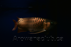 max koi 3.png