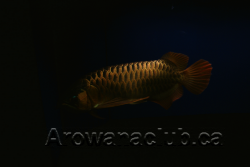 max koi 4.png