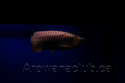 max koi 5.png