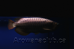 max koi 6.png