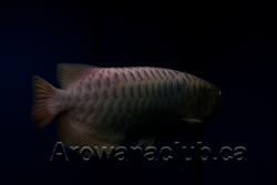 max koi 7.png