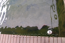 max koi arapaima.png