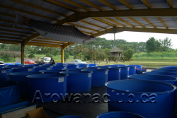 max koi koi tanks.png