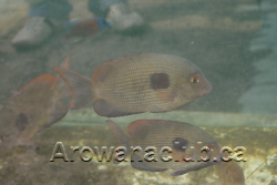 max koi rare fish 1.png