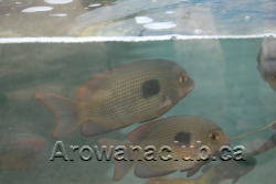 max koi rare fish 2.png