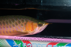 max koi red aro.png