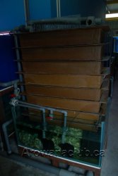 max koi trickle filter.jpg