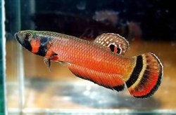 262141_macrostoma.jpg