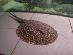 Pearl Male (Large).jpg