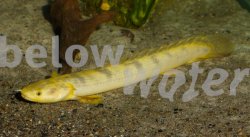 wild xanthic Polypterus weeksi.jpg