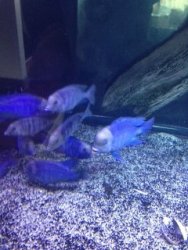 dolphin1.JPG
