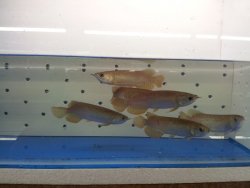 Banja Red 1.jpg