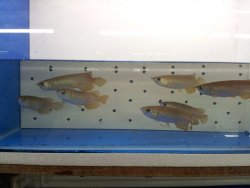 Banja Red 2.jpg