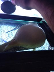 IMG_0236.jpg