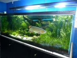 aros tank 001.jpg