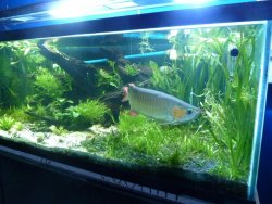 aros tank 002.jpg